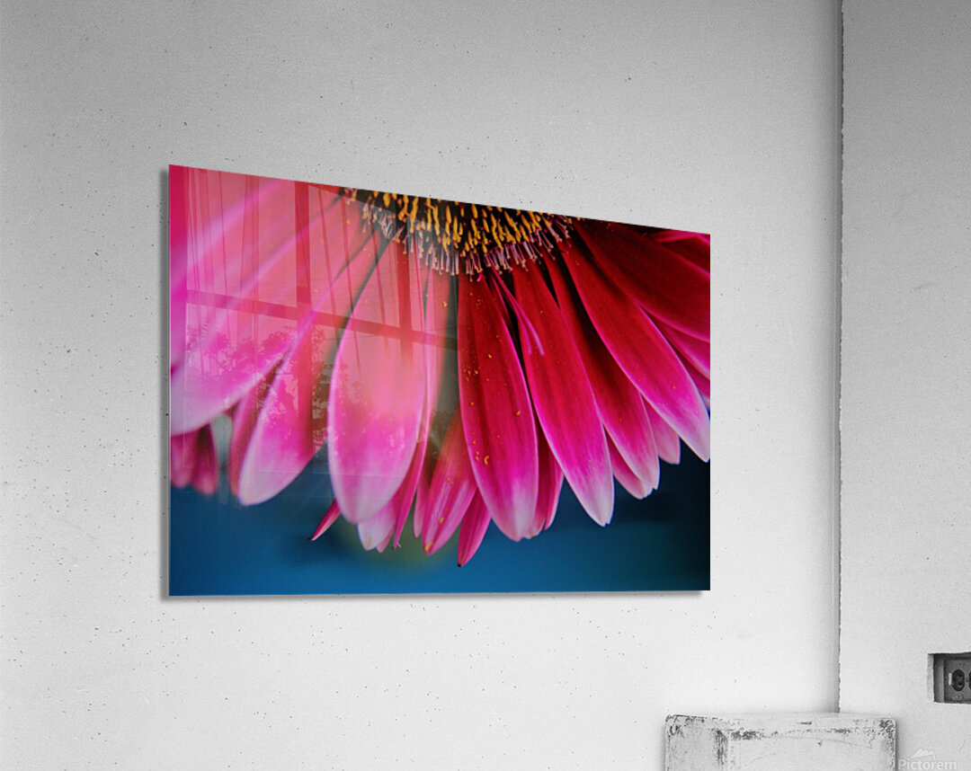 Pink Lady Acrylic Print