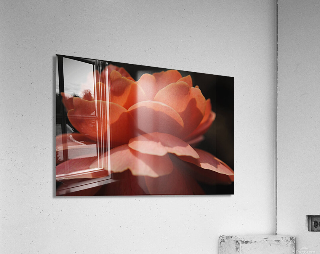 Orange Rose Acrylic Print