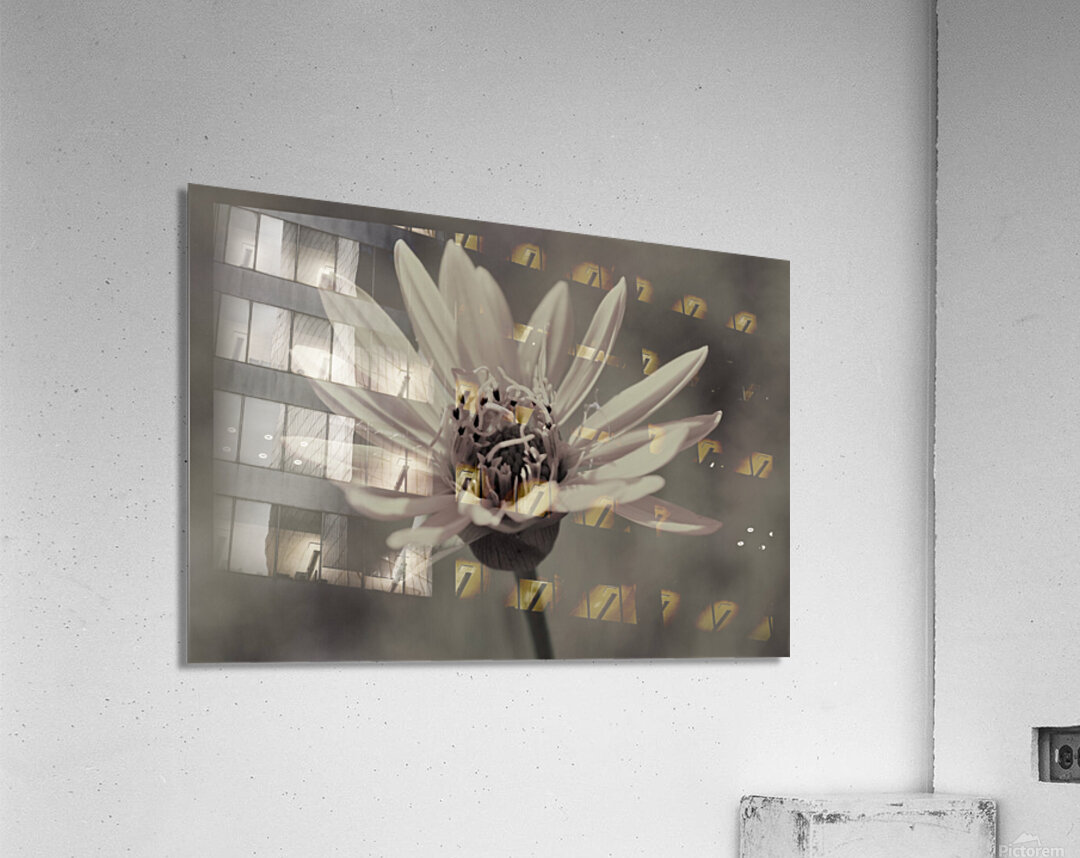 Wild Daisy Acrylic Print