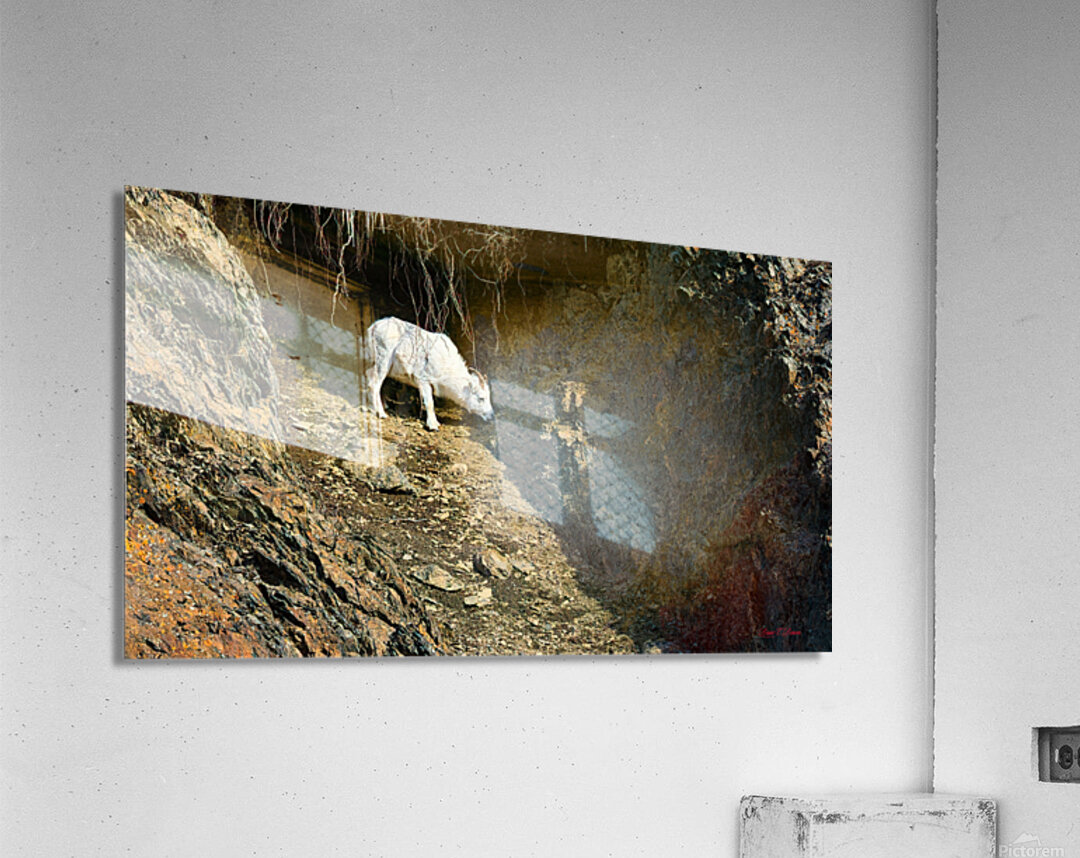 Alone in the draw Acrylic Print