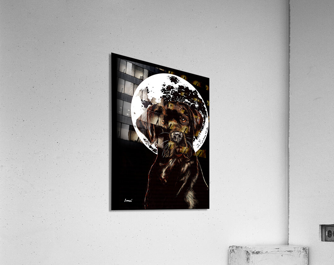 Labrador Acrylic Print