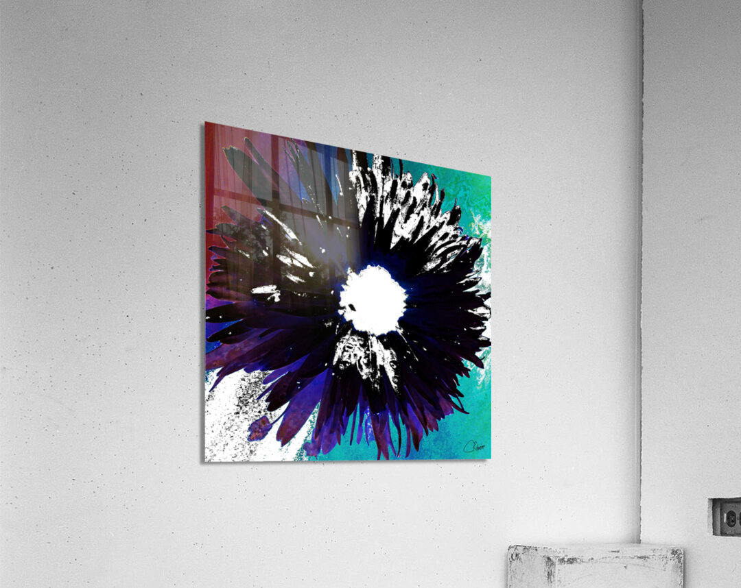 Black and White Daisy on a Coloured Abstract Background Acrylic Print