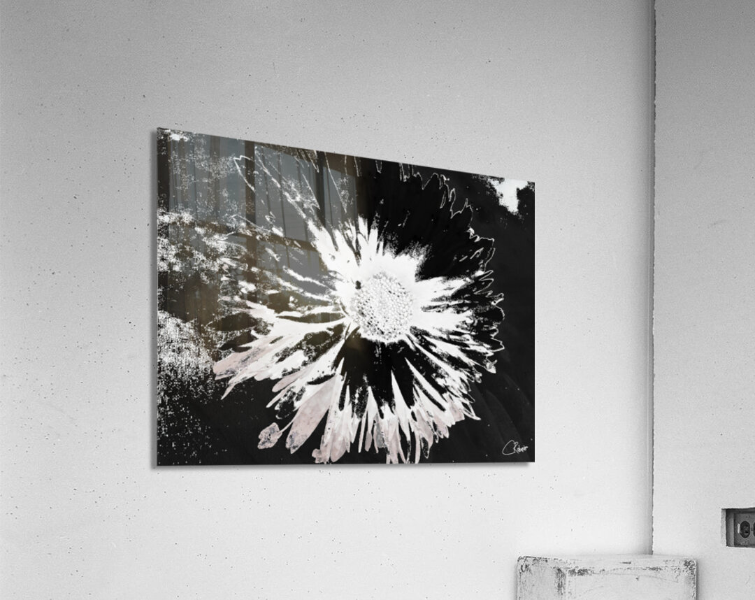 Abstract Monochrome Daisy Flower on an Abstract Monochrome Background Acrylic Print