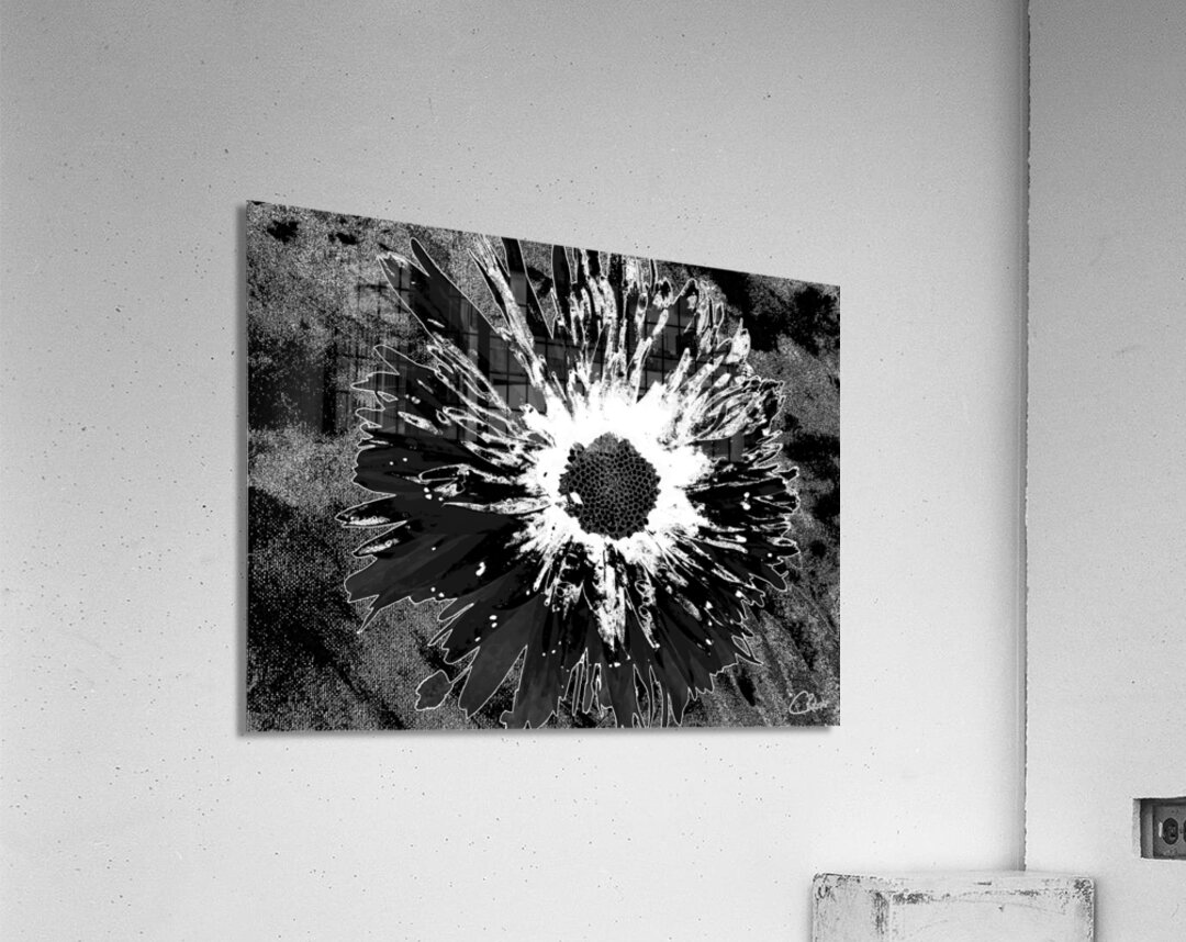 Darkly Monochrome Daisy Flower on a Dark Abstract Background Acrylic Print