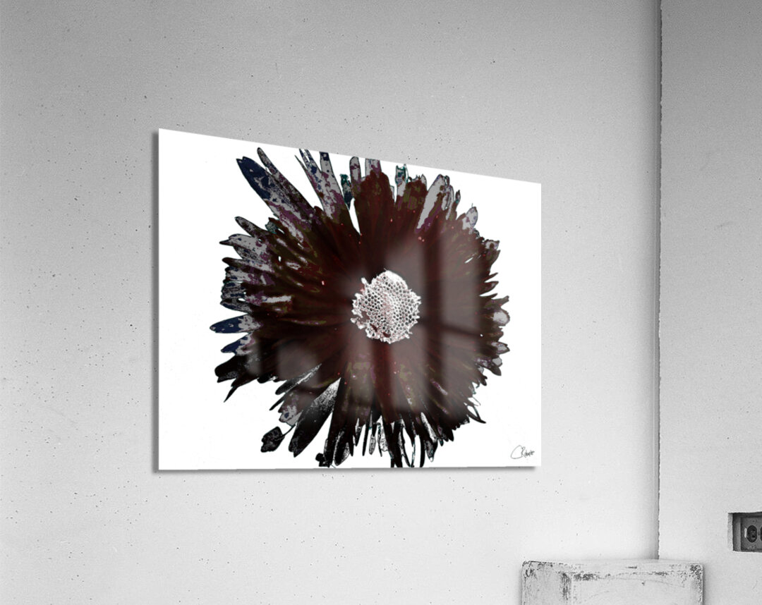 Dark Burgundy Distressed Daisy on  a Pale Abstract Background Acrylic Print