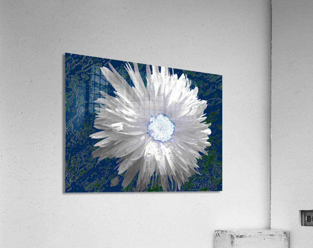 White Daisy Flower with Light Turquoise Centre on an Abstract Background Acrylic Print