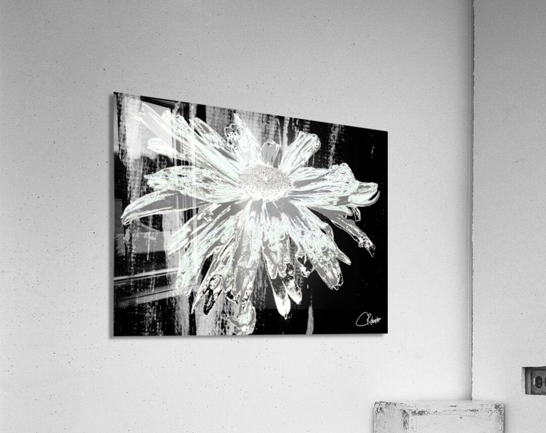  Paler Mint Distressed Daisy Flower on a Dark Abstract Background Acrylic Print