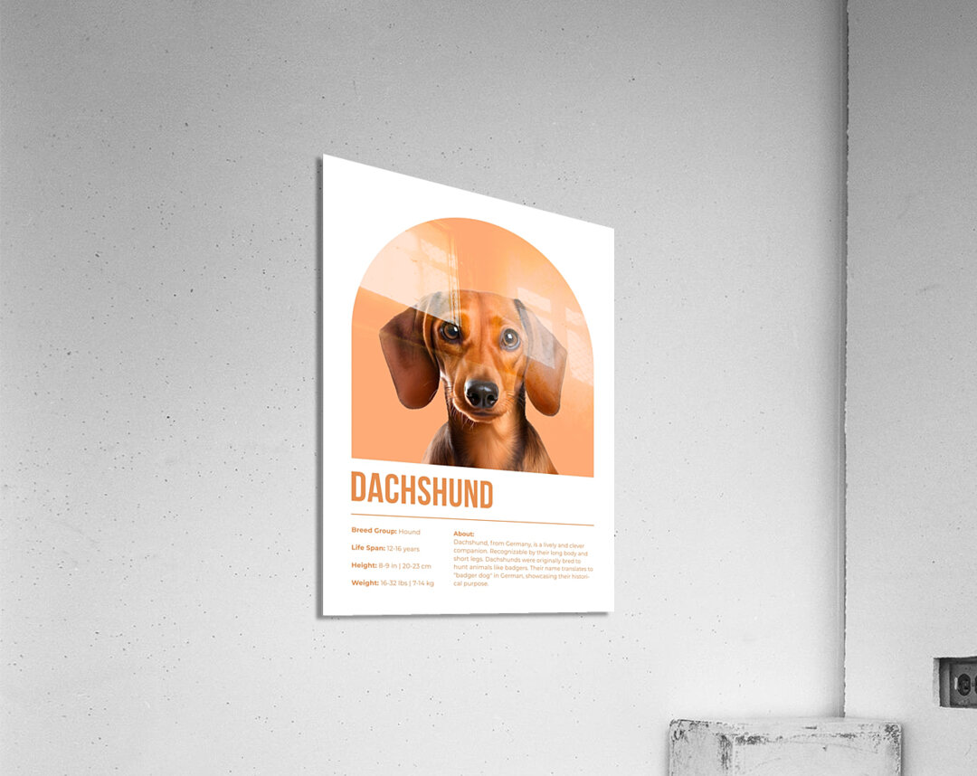 Dachshund Informative Poster Acrylic Print
