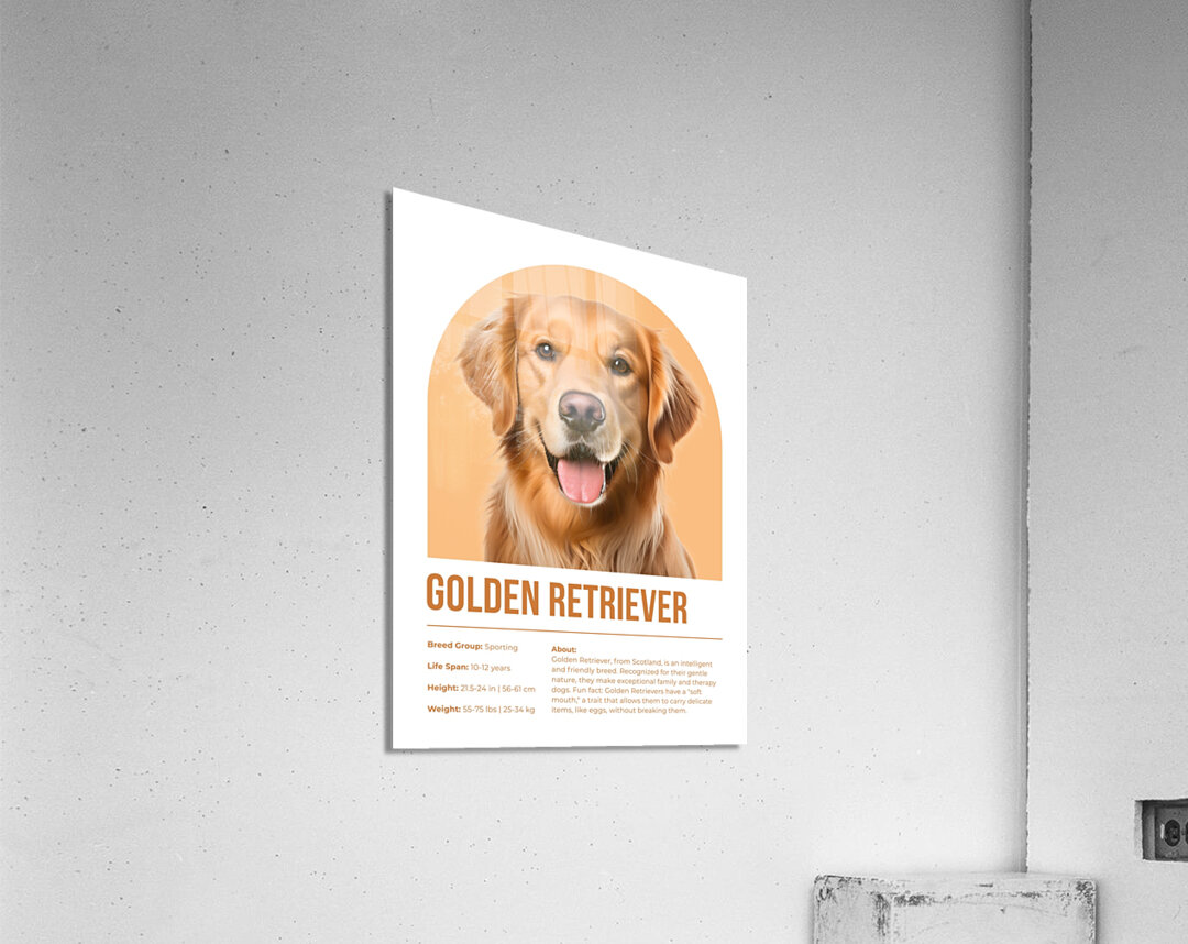 Golden Retriever Informative Poster Acrylic Print