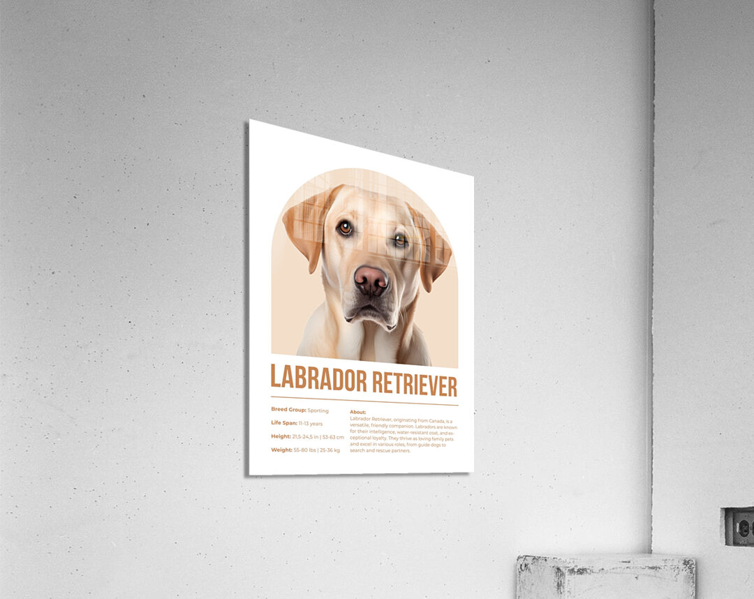 Labrador Retriever Informative Poster Acrylic Print