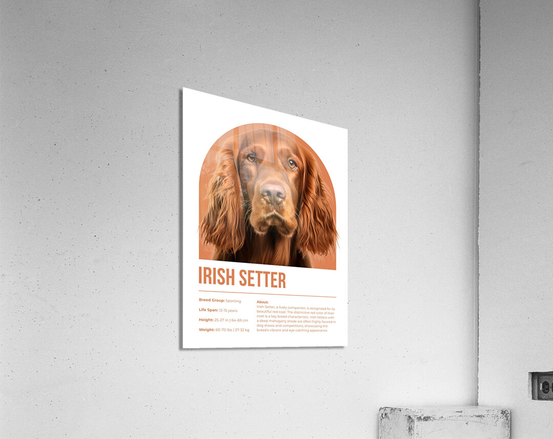 Irish Setter Informative Poster Acrylic Print