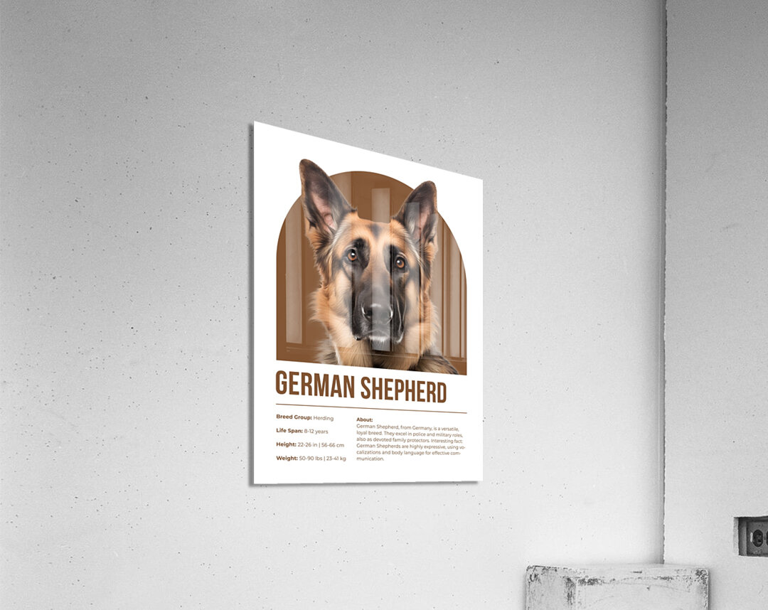 German Shepherd Informative Poster Acrylic Print