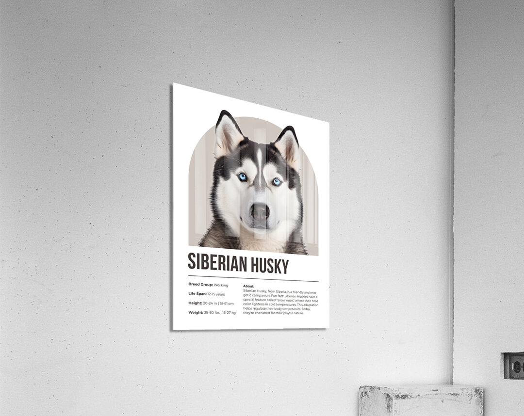 Siberian Husky Informative Poster Acrylic Print
