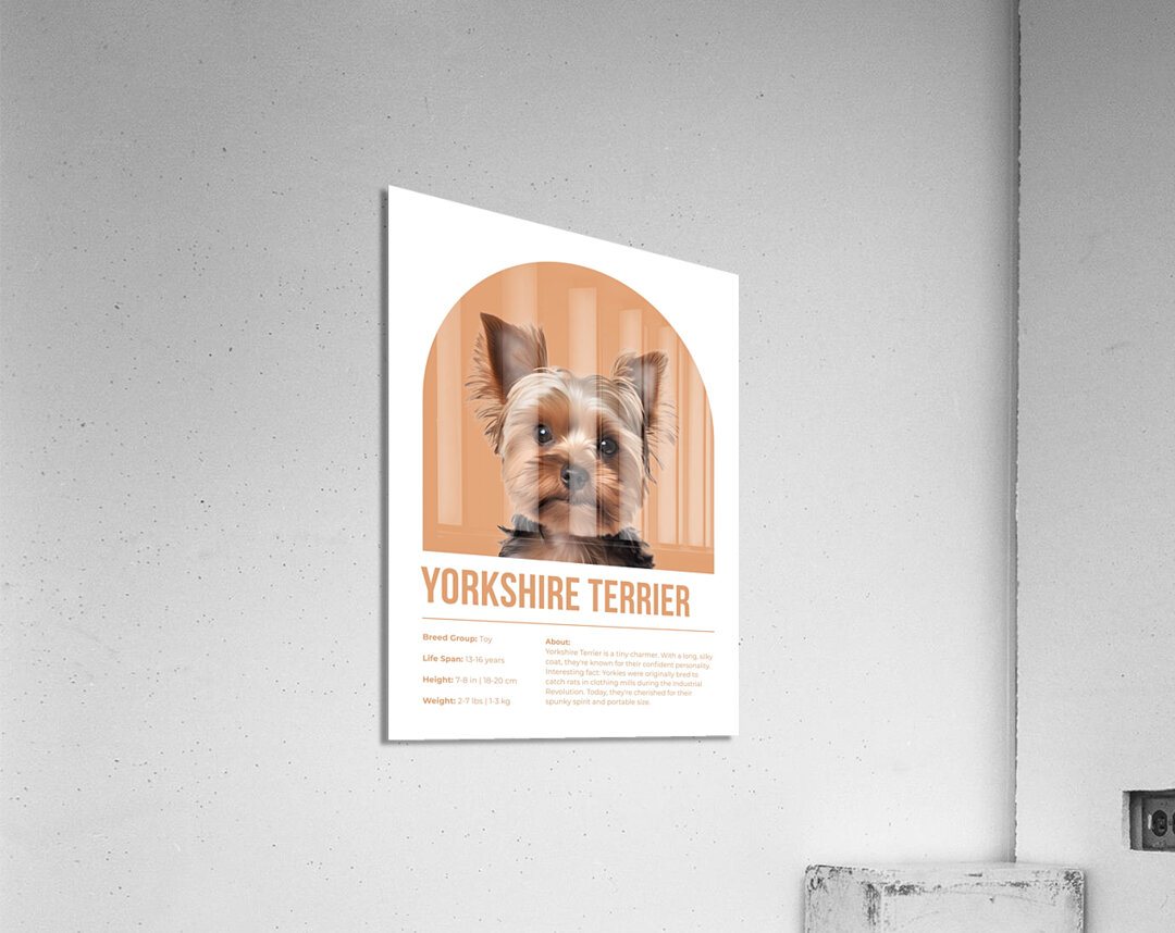Yorkshire Terrier Informative Poster Acrylic Print