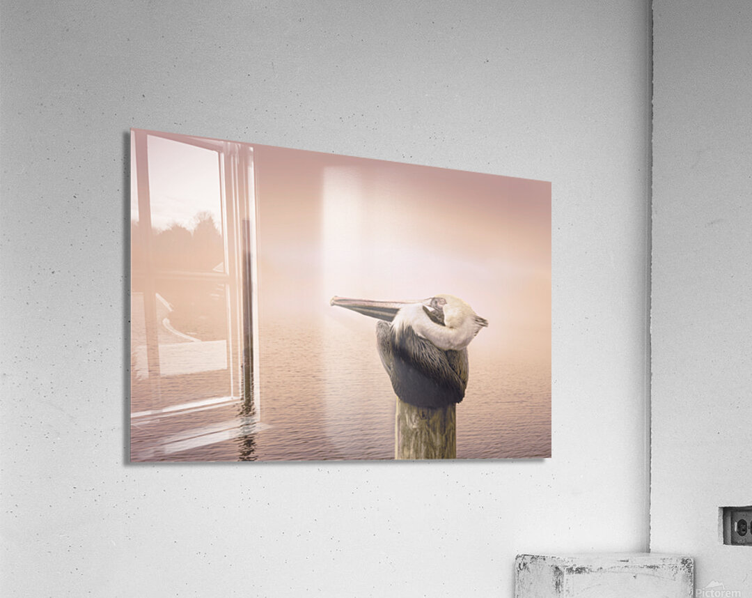 Pensacola Florida Pelican in Fog Acrylic Print