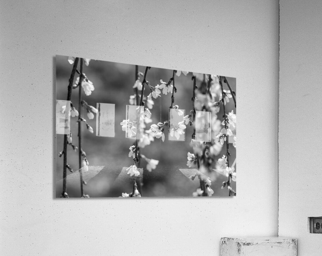 Weeping Cherry Blooms And Branches Grayscale Acrylic Print