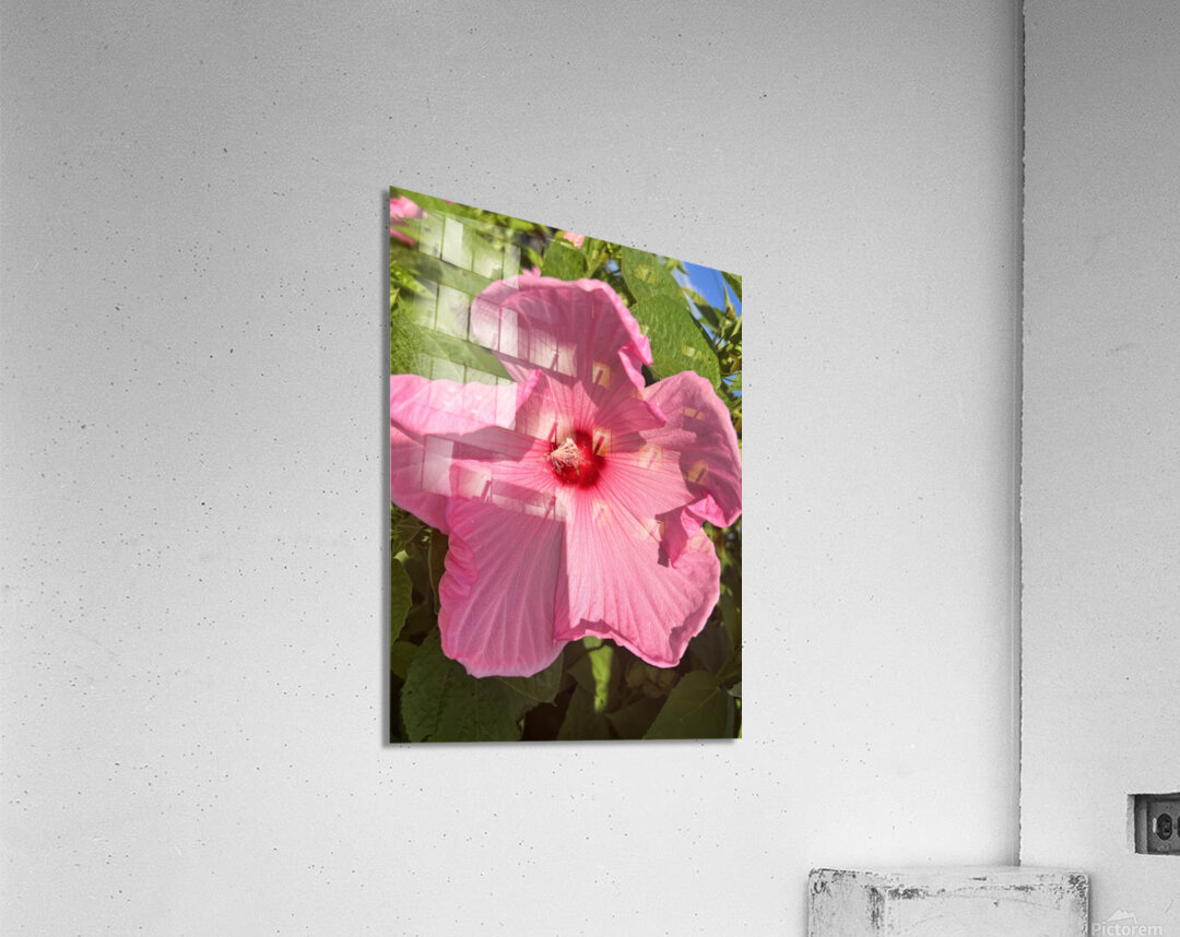 Pretty in pink Acrylic Print