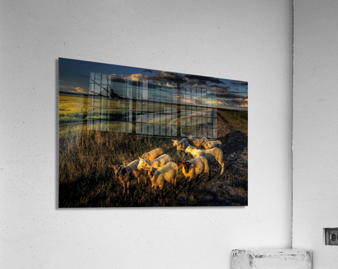 Mont Saint Michel Sheep Acrylic Print