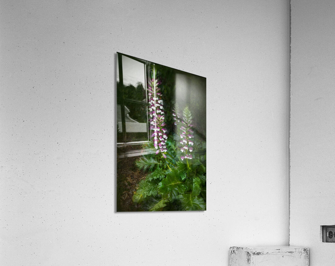 Bear Breeches Acanthus Spinosus Acrylic Print