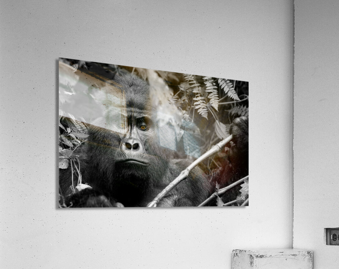 Bahati The Great Acrylic Print