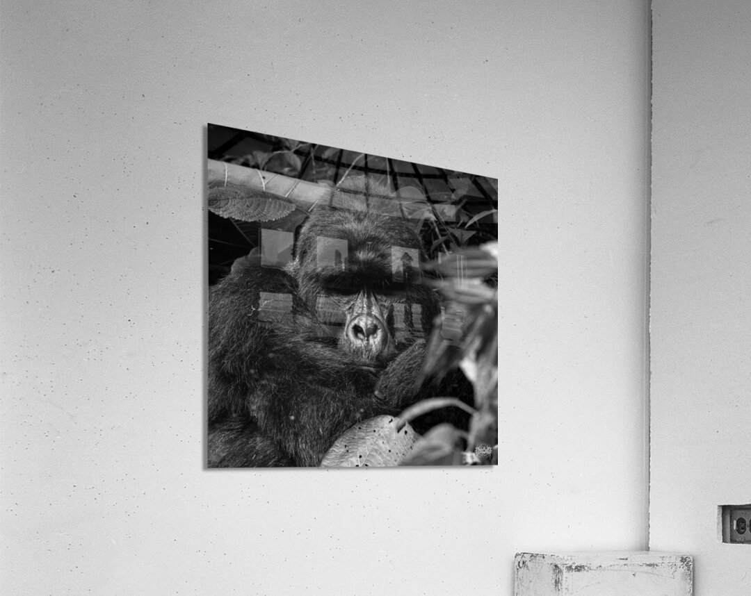 Ragnar of Bwindi Acrylic Print