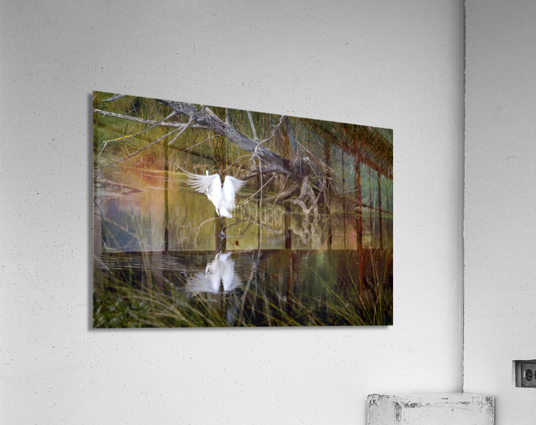 Florida Park White Heron Take Off Acrylic Print