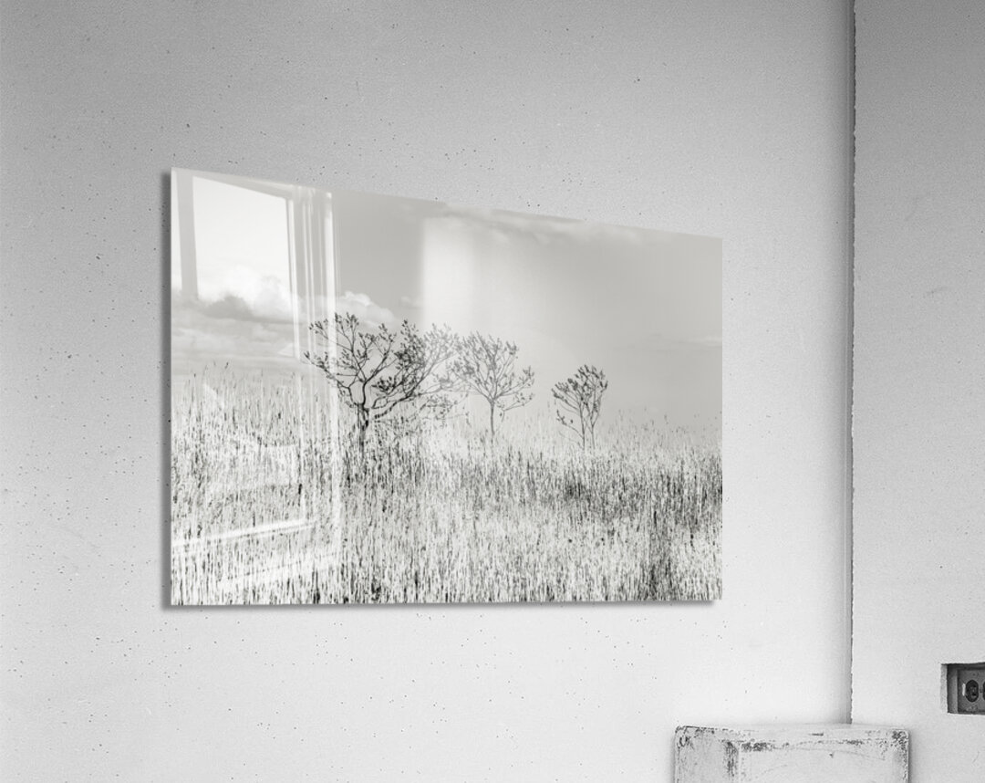 Blowing in the Winds Acrylic Print