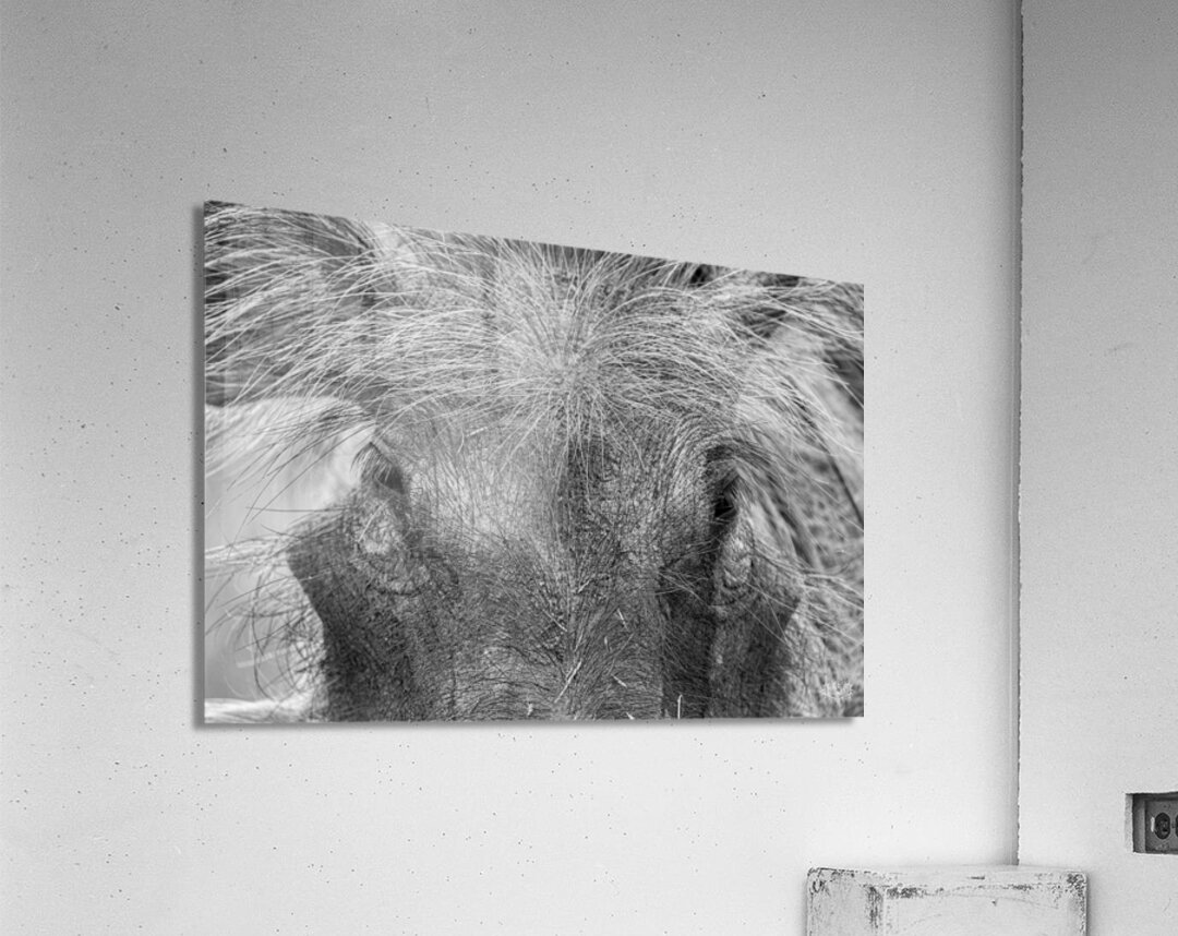 Im Sexy and I Know It Acrylic Print