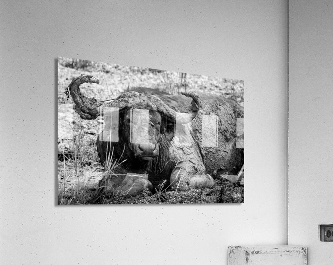 Nothing to See Here Acrylic Print