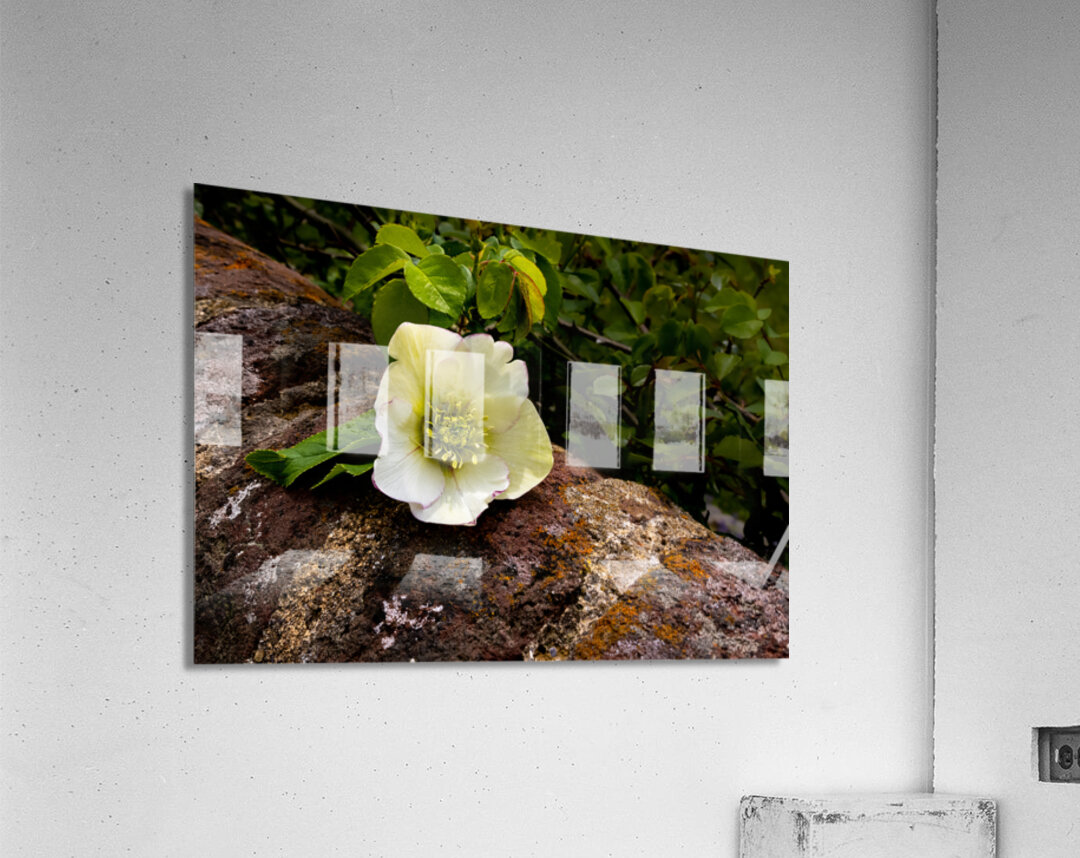 Lynchburg Old City Cemetery Lenten Rose Acrylic Print