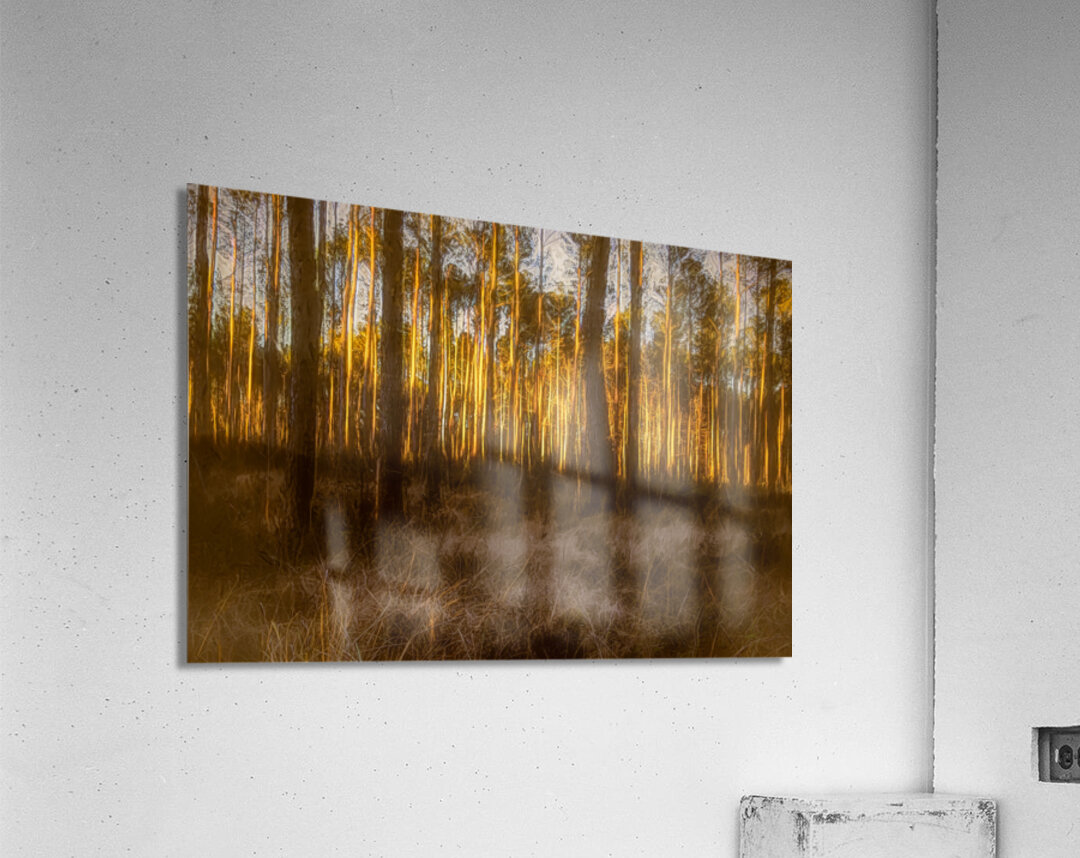 The Forest Glow at Sunset Acrylic Print