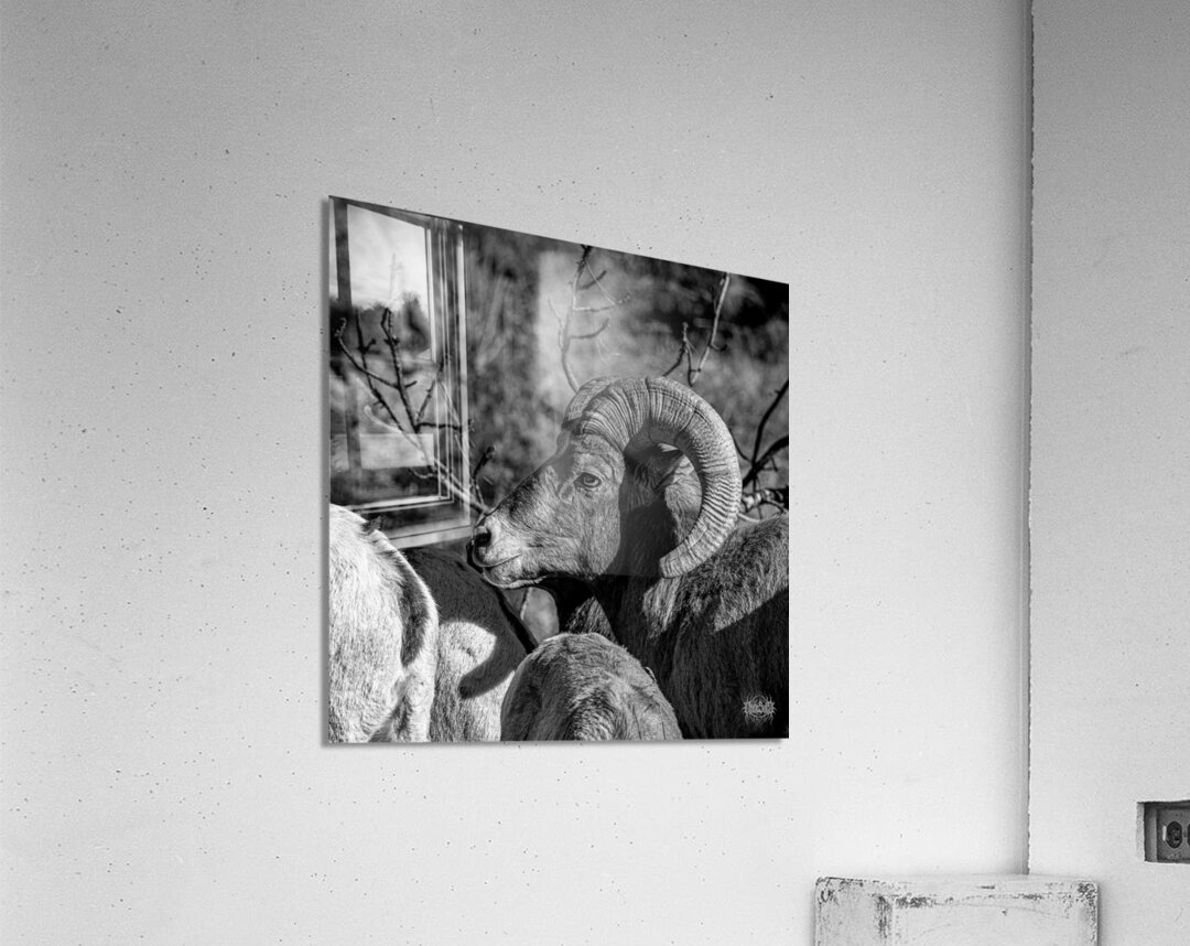 The Night Time is the Right Time Acrylic Print