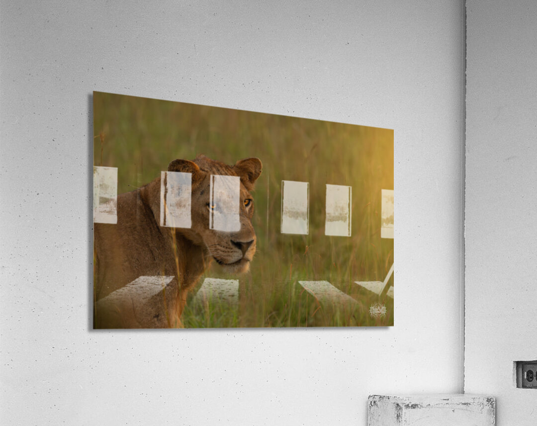 Simba Acrylic Print
