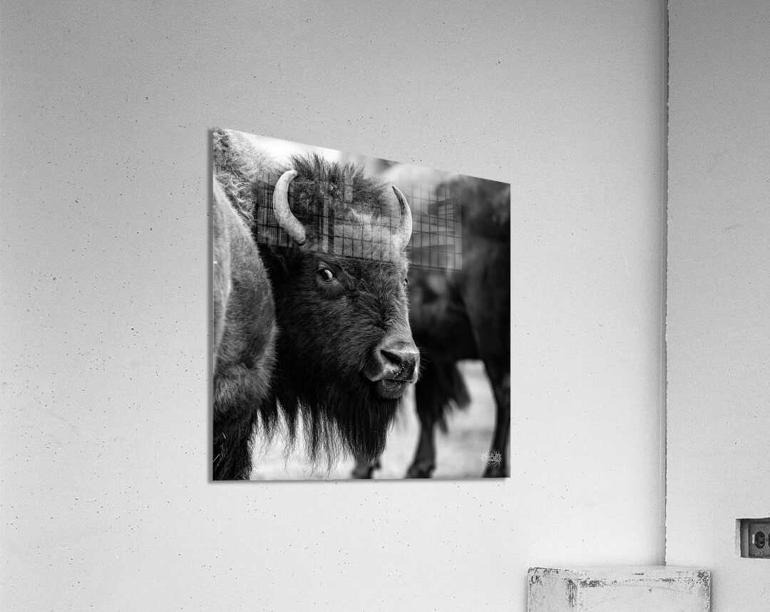 Look Back At It Acrylic Print