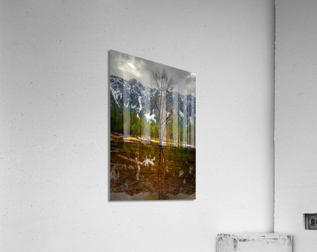 Yosemite Winter Tree Reflections Acrylic Print