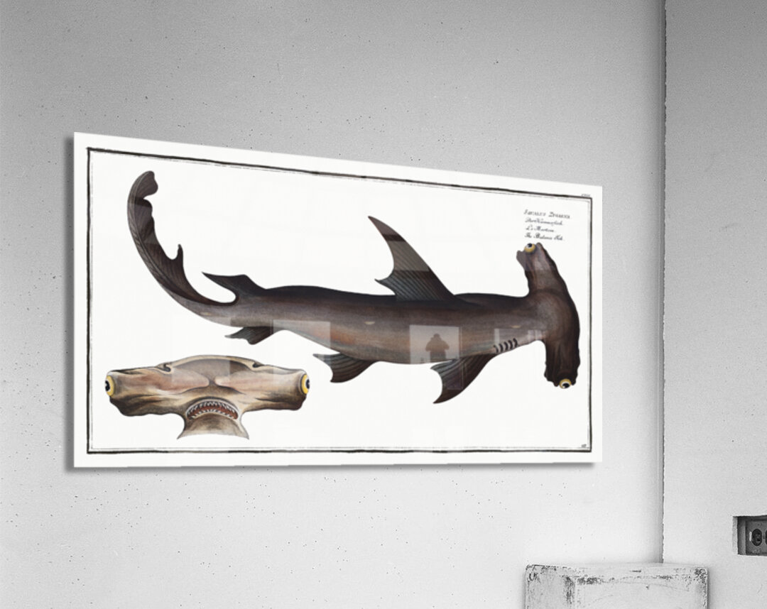 Smooth Hammerhead Shark by History In Your Home Wall Art