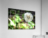 Fragile et résistante Acrylic Print