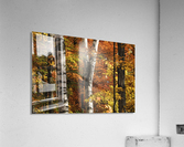 The colourful leaves and birch tree trunks in Algonquin Park; Ontario, Canada  Acrylic Print