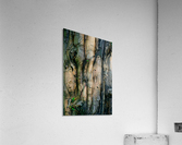 Barking Tree Acrylic Print