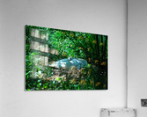 Resting Swan Acrylic Print