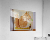 Squirrel   Acrylic Print