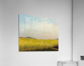 Harvest Acrylic Print