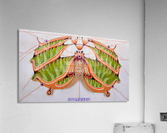 Fibonacci moth  Acrylic Print