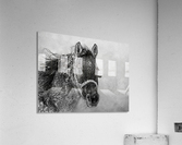 Ice Princess Acrylic Print