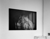 Amish Workhorse Acrylic Print