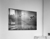 Sandhill Crane Trio In Flight Acrylic Print