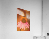 Bumblebee On Pink Coneflower Acrylic Print