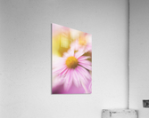 Dreamy Pink Coneflower  Acrylic Print