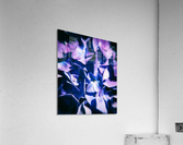 Purple Hydrangea Acrylic Print