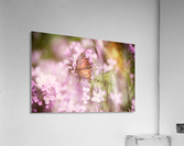 American Painted Lady Butterfly Among Wildflowers Acrylic Print